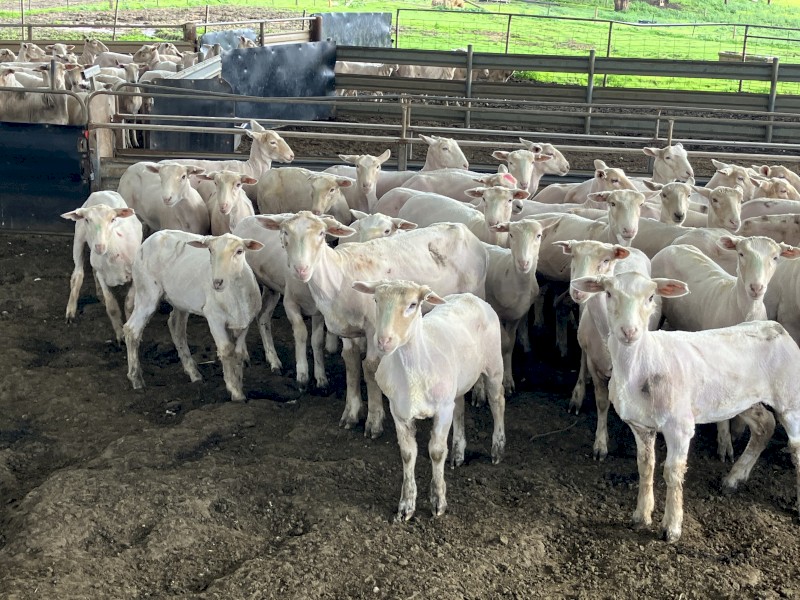 70 Composite Ewe Lambs
