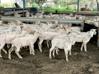 70 Composite Ewe Lambs