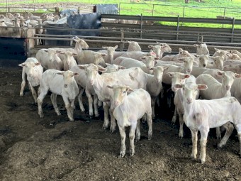 70 Composite Ewe Lambs