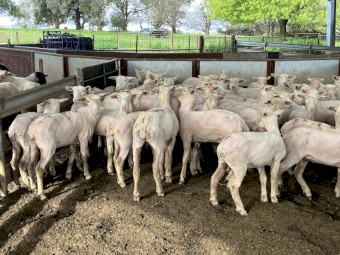 70 Composite Ewe Lambs