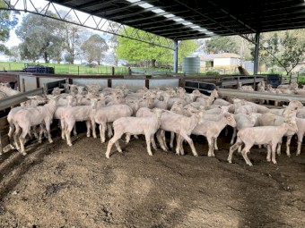 70 Composite Ewe Lambs