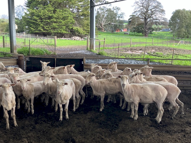 60 x Composite Ewes