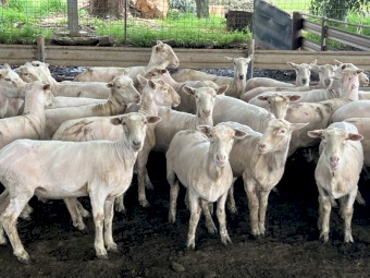 60 x Composite Ewes