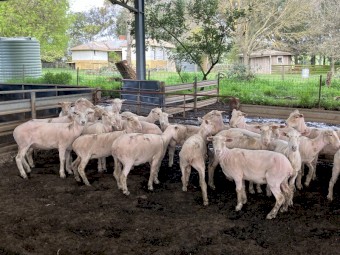 60 x Composite Ewes