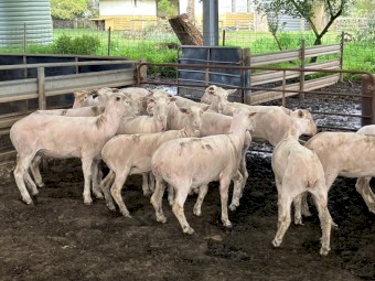 60 x Composite Ewes
