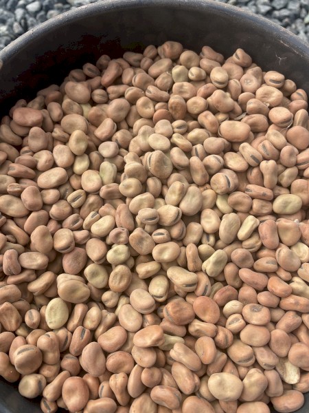 Faba Beans 200t