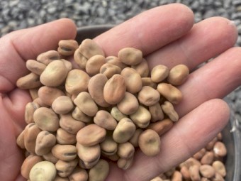 Faba Beans 200t