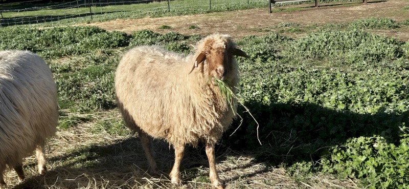 Awassi ewes