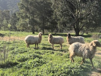 Awassi ewes