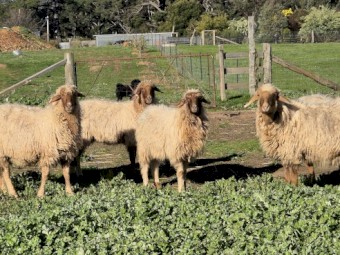 Awassi ewes