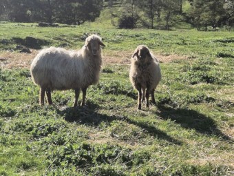 Awassi ewes