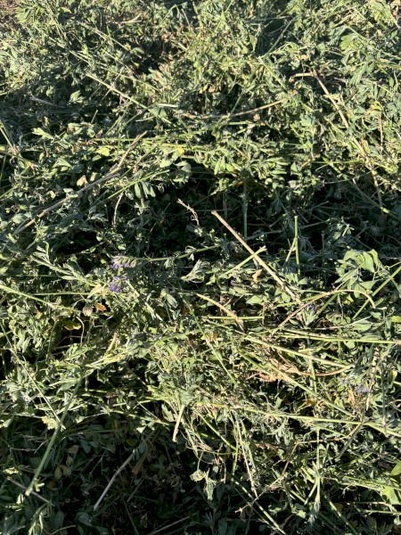 Lucerne Hay