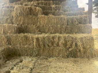 Lucerne Hay