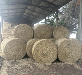 Lucerne Hay