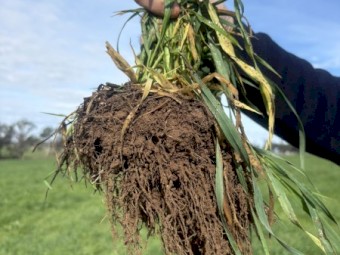 Biological Worm Extract Liquid with Urea 