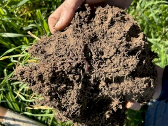 Biological Worm Extract Liquid with Urea 