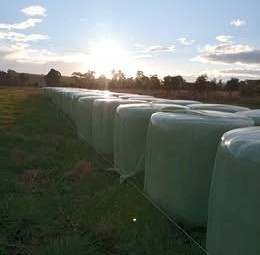 Oat Silage + Mixed Grass Silage