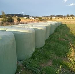 Oat Silage + Mixed Grass Silage