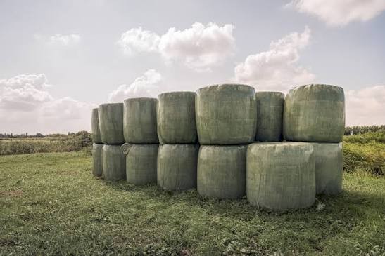 72 x Beardless Barley/Field Pea Silage Wrapped 4x4 Rolls