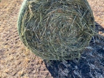 72 x Beardless Barley/Field Pea Silage Wrapped 4x4 Rolls