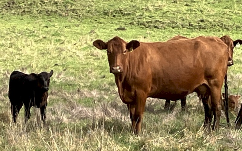 6 x Red Angus Composite Cows with Angus Calves at Foot