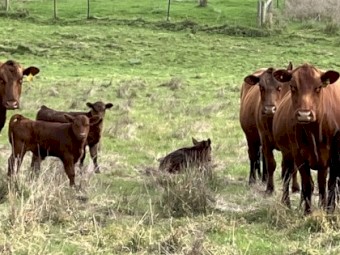 6 x Red Angus Composite Cows with Angus Calves at Foot
