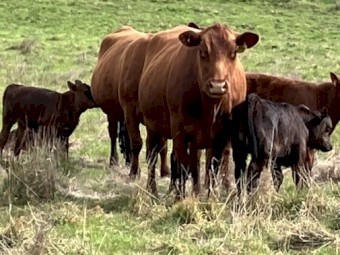 6 x Red Angus Composite Cows with Angus Calves at Foot