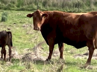 6 x Red Angus Composite Cows with Angus Calves at Foot