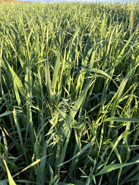 EOI Oaten Hay 650+ 8x4x3 Bales (New Season)