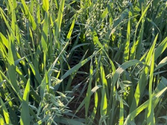 EOI Oaten Hay 650+ 8x4x3 Bales (New Season)