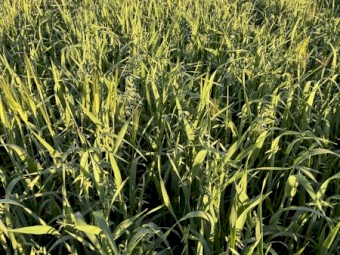 EOI Oaten Hay 650+ 8x4x3 Bales (New Season)