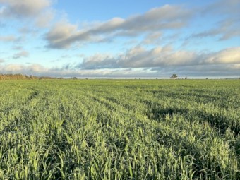 EOI Oaten Hay 650+ 8x4x3 Bales (New Season)