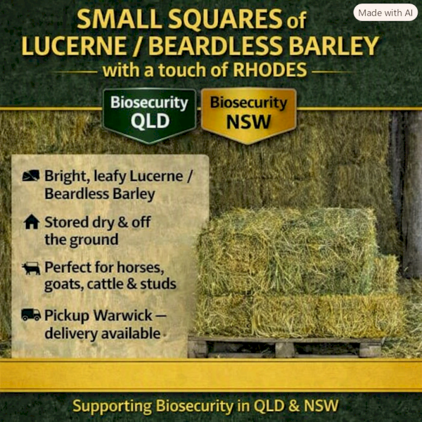Premium 300 bales Lucerne-Beardless barley- Rhodes
