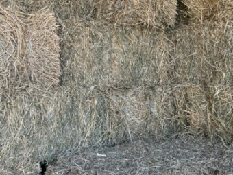 Premium 300 bales Lucerne-Beardless barley- Rhodes
