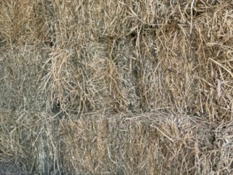 Premium 300 bales Lucerne-Beardless barley- Rhodes