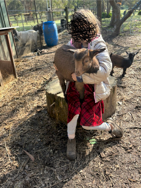 Nigerian Dwarf Goat Kids