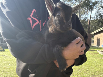 Nigerian Dwarf Goat Kids