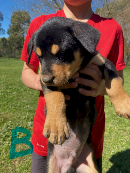 Purebred Kelpie Pups 