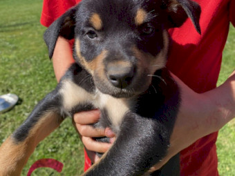 Purebred Kelpie Pups 