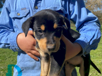 Purebred Kelpie Pups 