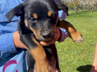 Purebred Kelpie Pups 
