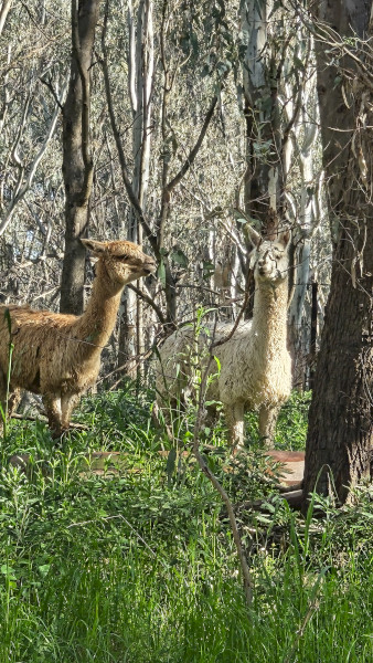 Male Alpacas Livestock Guards