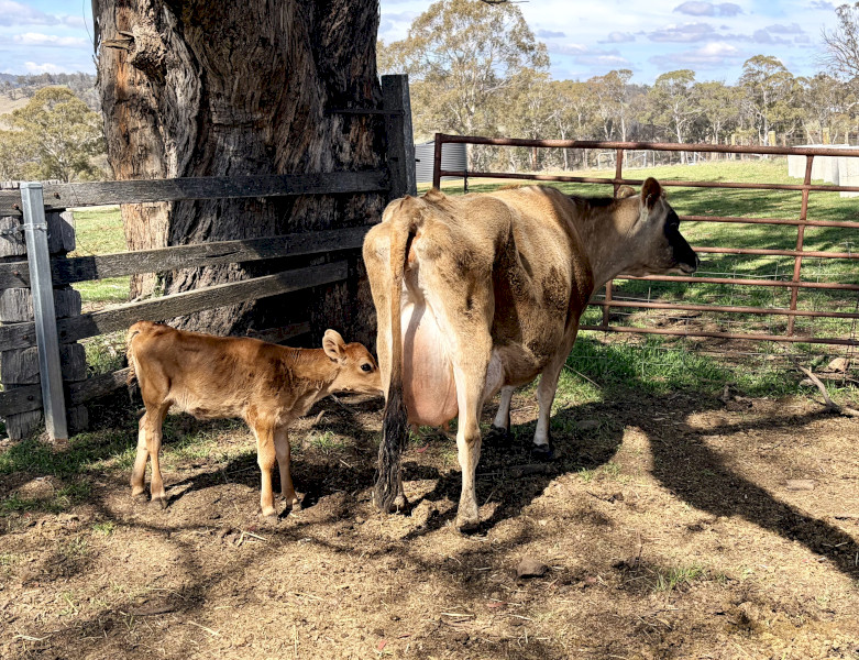 Jersey milking/house cow and Heifer Calf 