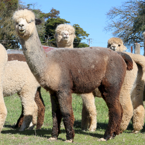 2 x Coloured Pet Alpaca Wethers (Castrated Males)