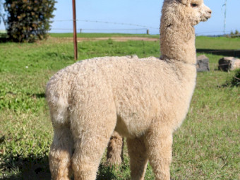 2 x Coloured Pet Alpaca Wethers (Castrated Males)