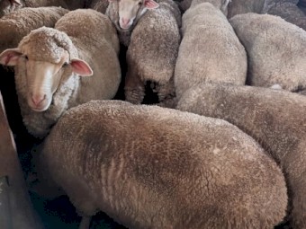 2020 Drop Merino Wethers,Shorn