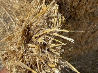 80mt Barley Straw 480-500kg 8x4x3 Bales