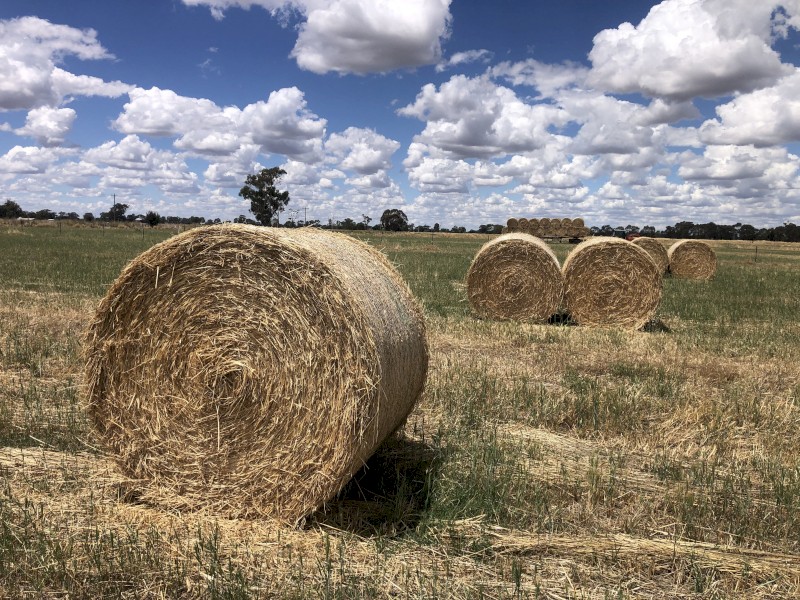 150mt Wheaten Hay 460kg 5x4 Rolls
