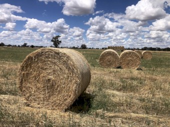 150mt Wheaten Hay 460kg 5x4 Rolls