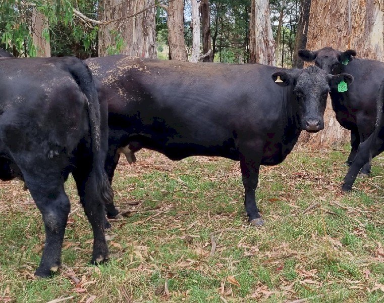 16 x Quality 100% Angus Q Drop Cows